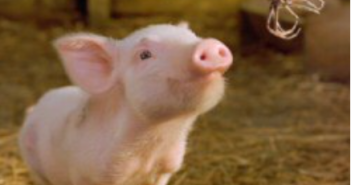 Movie Review: Charlotte's Web